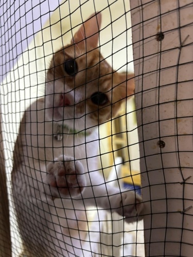 6 Aydır Yuva Arıyor, Lütfen Sesini Duyun fotoğraf