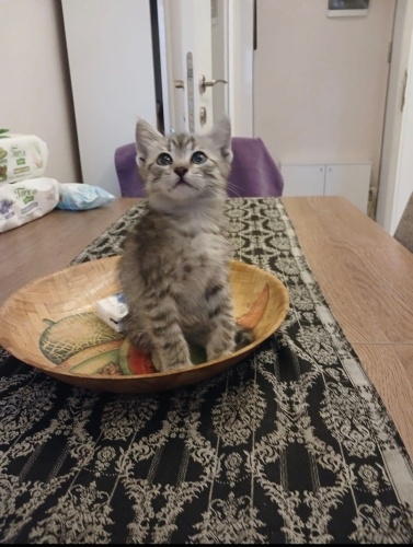 Henüz tahmimi 2 aylık çok sevimli snnesi terketmiş sıcsk bir yuva arıyoruz fotoğraf