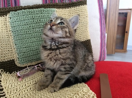 3 aylık koşga yuva arıyot fotoğraf