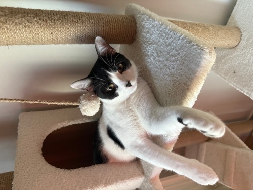 7 aylık kısır erkek çok sevecen fotoğraf