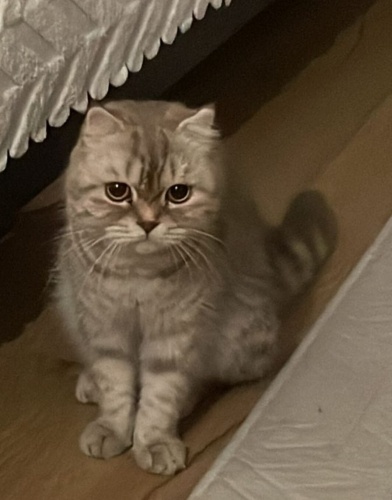 Evdeki erkek kediyle anlasamiyor fotoğraf