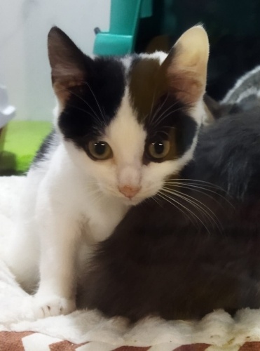 Vücudu kalp desenleryle çevrili fotoğraf