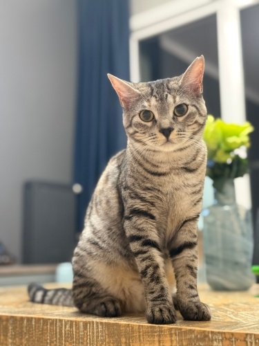 7 aylık kısır dişi çok cimcime fotoğraf