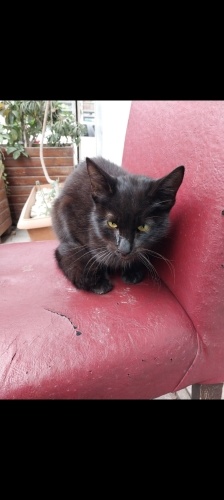 cok zayif bir minnak kis geliyor acil yuva fotoğraf