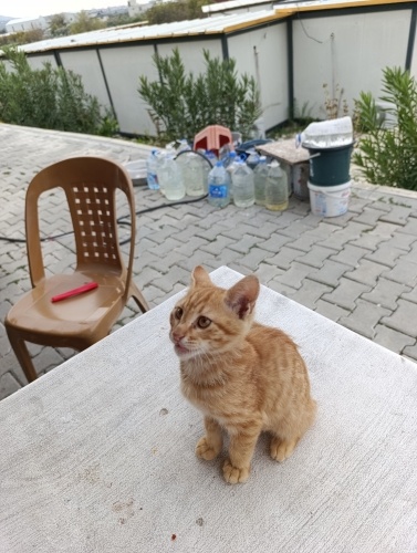 çok oyunbaz ve yuva arıyor🥹 fotoğraf