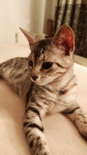 Sevgi pıtırcıgına yuva fotoğraf