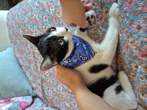 Yakışıklıya yuva fotoğraf