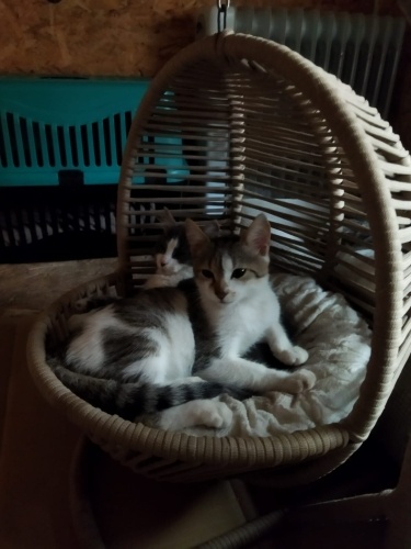 Son derece akıllı ve uslu bir kedi fotoğraf