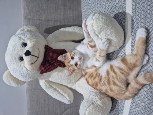 Acil yuva arıyoruz fotoğraf