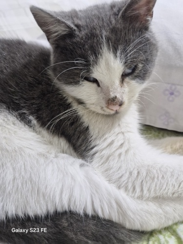 görme engelli minik ömürlük yuvasını arıyor fotoğraf