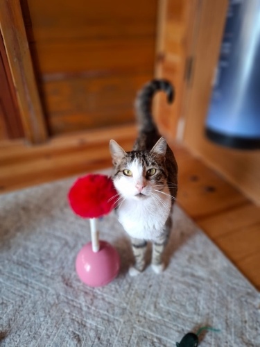 Sosyal, aşılı, kısır ve çok sevecen yuva arıyor fotoğraf