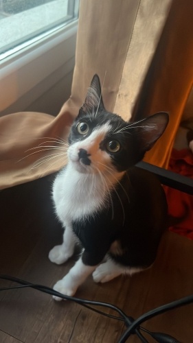 asker olduğum için evde duramadığım için sahiplendiriyorum fotoğraf