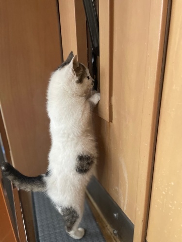 Sağlıklı, fotojenik, komik, zeki yavru 2,5 Aylık fotoğraf