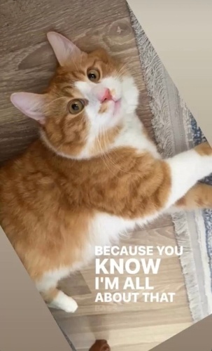 Mısırcık yuva arıyor fotoğraf