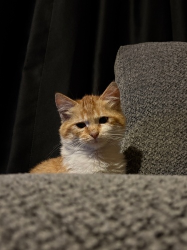 Prensese acil yuva arıyorum. fotoğraf