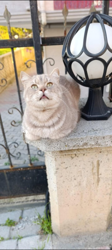 TARÇINA YUVA ARIYORUZ fotoğraf