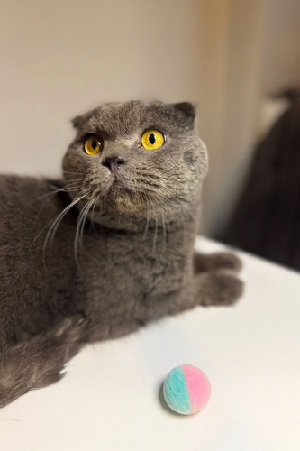 DOBİ YUVA ARIYOR fotoğraf