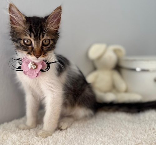 LAVİN YUVA ARIYOR fotoğraf