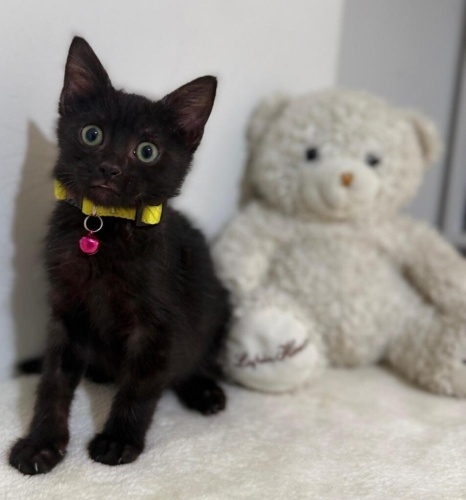 TOMİ YUVA ARIYOR fotoğraf