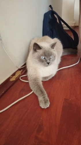 Kucak delisi fikoya yuva olur musunuz fotoğraf