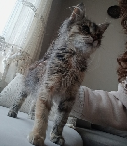 Tedavisi ama sokağa alışamadı, 3 aylık pofidik fotoğraf