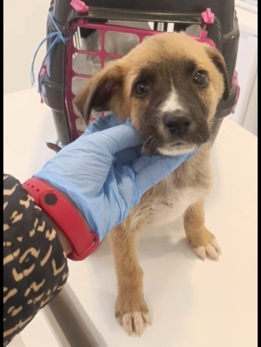 Acil yuva aranıyor fotoğraf