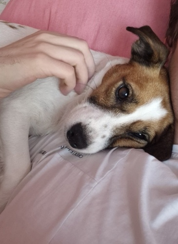 Jack Russel Terrier kızımıza Ömürlük aile arıyoruz fotoğraf