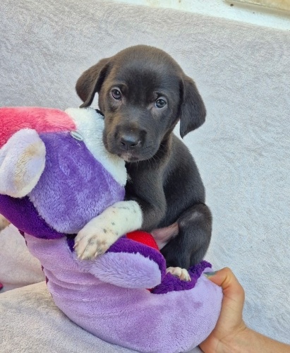 Ömürlük yuva arıyor fotoğraf