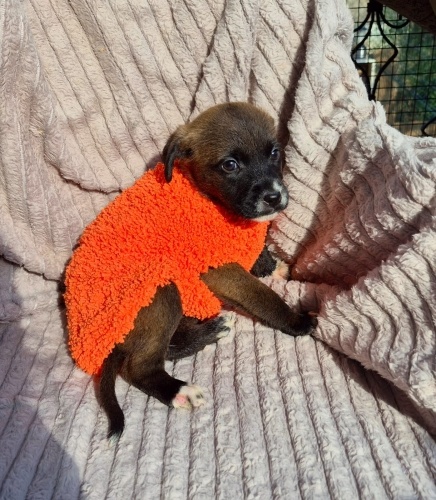 Ömürlük yuva arıyor fotoğraf