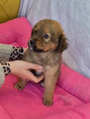 Ömürlük yuvasını arıyor fotoğraf