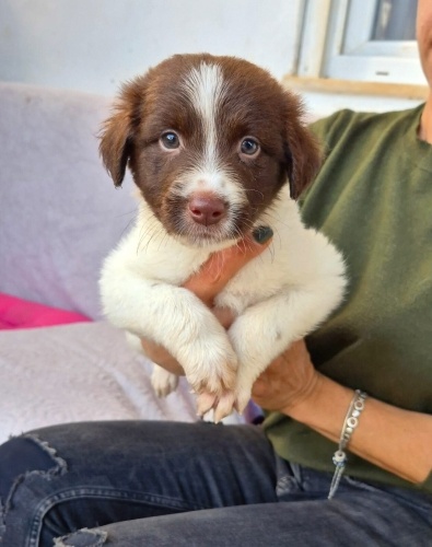 Ömürlük yuva arıyor fotoğraf