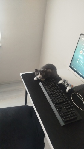 acil sahiplendirme eşyalarıyla verilecek !!! fotoğraf