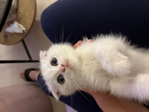 2 aylık yakışıklı bebeğime yuva ücretsiz sahilendirme fotoğraf