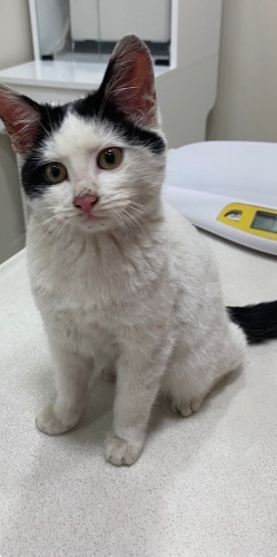 Sevimli Şütlaç 3.5 aylık ömürlük yuva arıyoruz fotoğraf