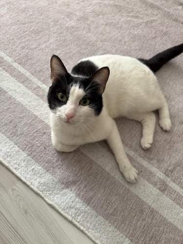 Turşu’ya Yuva Arıyorum fotoğraf