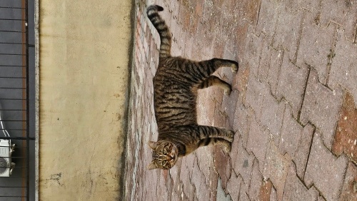 SOKAĞA TERK EDİLDİ! GEÇİCİ KALICI ACİL YUVA fotoğraf