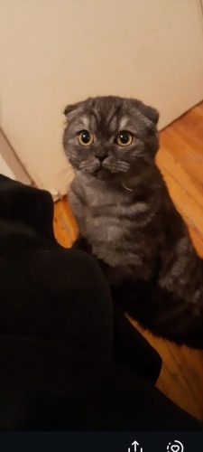 ACİL yuva aranıyor hiçbir ücret talep edilmeyecektir. fotoğraf