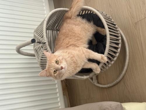 taşındığımız için vermek zorunda kalıyorum iletişimde olmak isterim fotoğraf