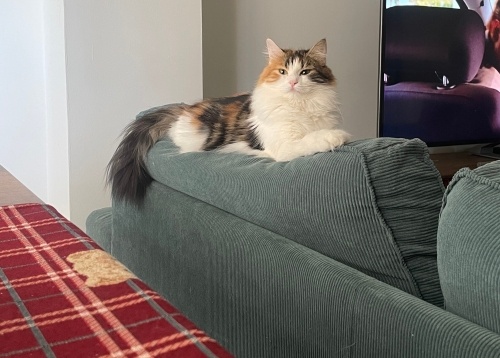 YODA – Sakin, Zarif, Gururlu Bir Calico Kraliçe Yeni Yuvasını Arıyor fotoğraf