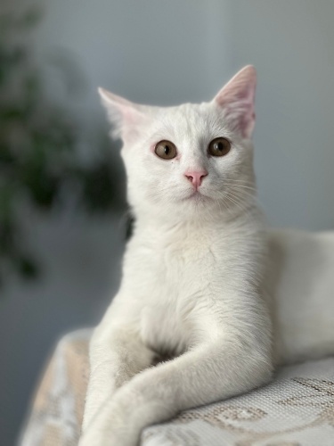 🐾 TARKAN – Sağır, Melek Gibi Sakin, Gururlu Bir Beyefendi Yuva Arıyor 🐾 fotoğraf