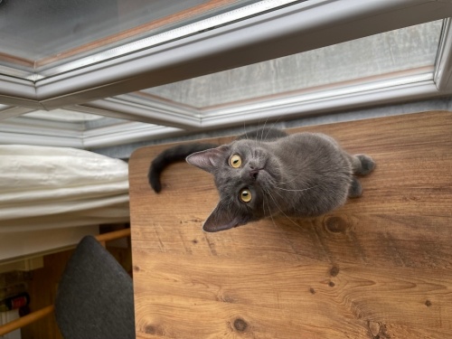 Cana yakın yaramaz kızıma yuva olur musunuz? fotoğraf