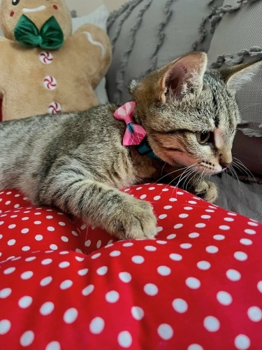 Ücretsiz sahiplenme pofidik yavru fotoğraf