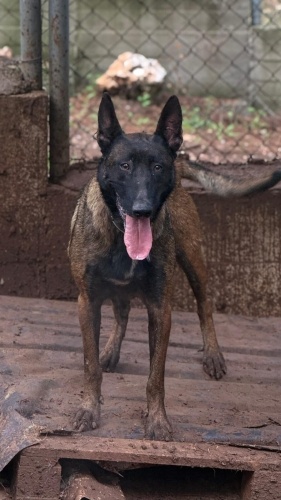 Ücretsiz sahiplenme Belçika kurt ömürlük yuva fotoğraf