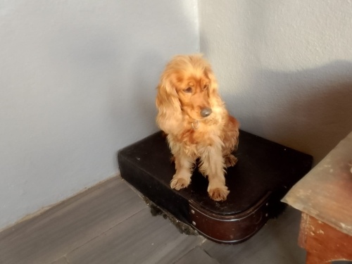 Ücretsiz sahiplenme cocker acil yuva fotoğraf