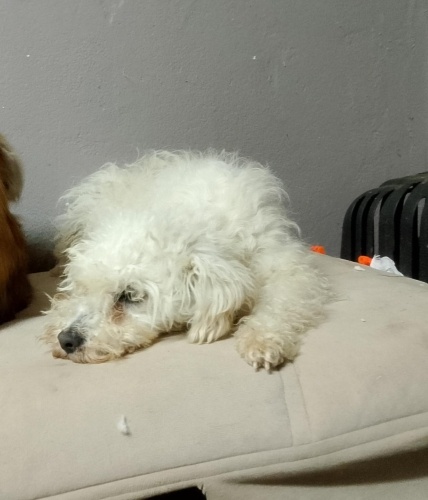 Ücretsiz sahiplenme Maltese terrier fotoğraf