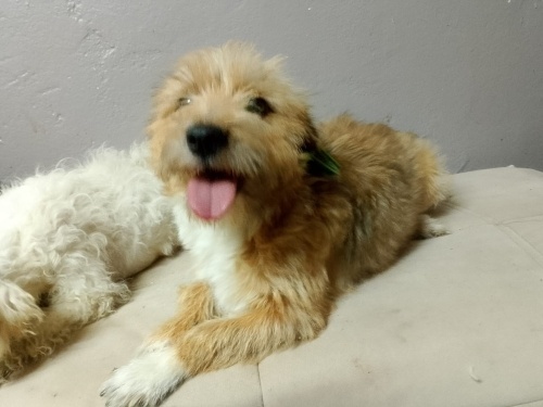 Ücretsiz sahiplenme terrier acil yuva fotoğraf