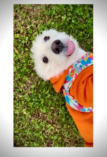 Ücretsiz sahiplenme terrier acil yuva fotoğraf