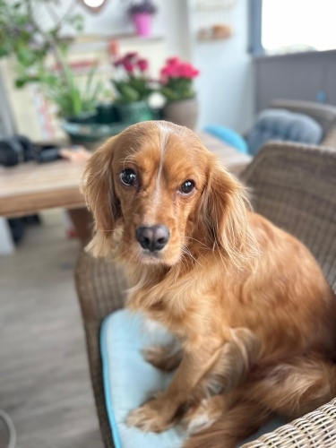 Ücretsiz sahiplenme ingliz cocker fotoğraf