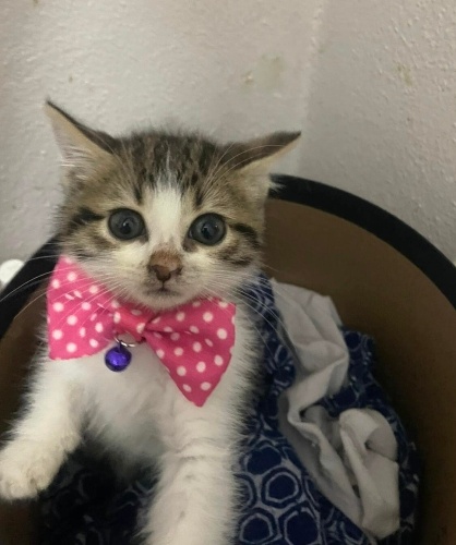 Miniş’e ömürlük yuva fotoğraf