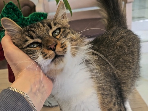 Uysal Prenses Kısır Çipli Lady💗 fotoğraf